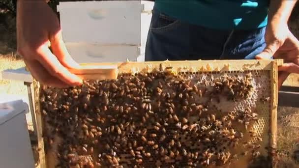 Nov 2016 Para Ilmuwan Menyimpan Dan Memeriksa Contoh Lebah Mereka — Stok Video