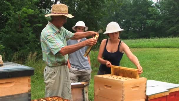 Nov 2016 Scientists Kept Inspect Bees Example 他们测量和观察蜜蜂的行为作为实验 加利福尼亚州 — 图库视频影像