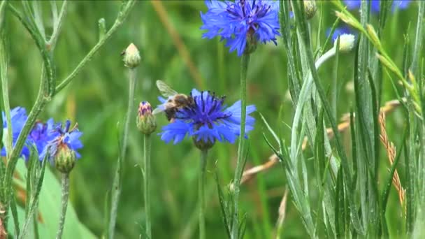 Güzel Mavi Çiçeğin Üzerinde Oturan Arıya Yakın Çekim Çiçek Bir — Stok video