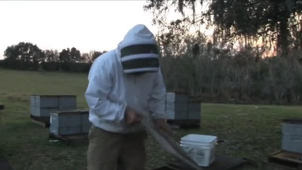 Nov 2016 Bilim Insanları Arıları Örnek Aldı Inceledi Arıların Davranışlarını — Stok video