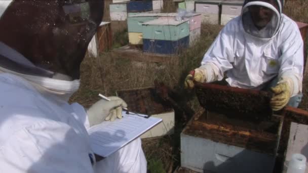 Nov 2016 Tudósok Méhek Példáját Tartották Vizsgálták Megmérik Megfigyelik Méhek — Stock videók