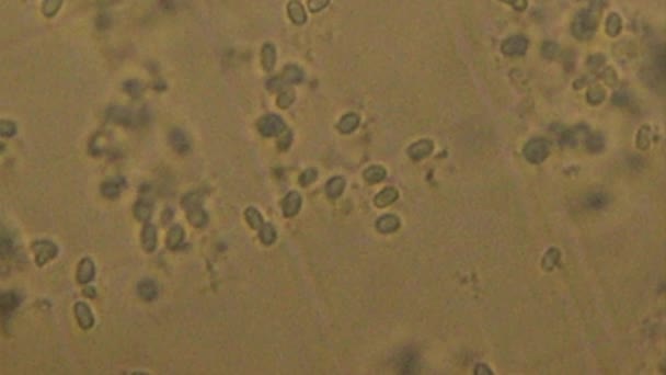 Beaucoup Bactéries Bacilles Intérieur Des Abeilles Micro Organismes Intérieur Des — Video