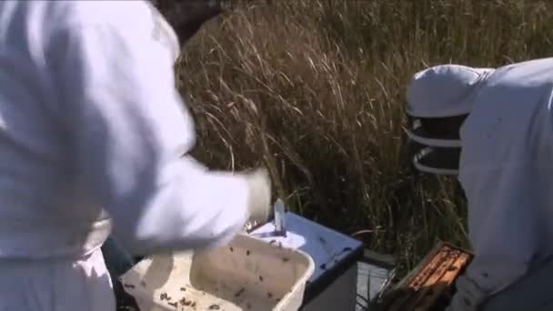2016年 平成28年 11月 ミツバチの標本の保管 検査を行う 彼らは実験のための蜂の行動を測定し 観察します カリフォルニア州 — ストック動画