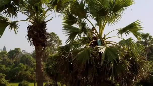 2018年3月 プローム寺院近くのヤシの木からジュースを抽出するココナッツタッパーの空中ビュー アンコール カンボジア — ストック動画