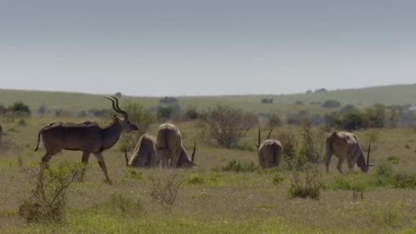レッド ハーテベスト草原の緑の草を放牧し 象を追加国立公園 南アフリカ — ストック動画