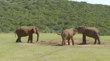 Addo Fil Ulusal Parkı 'nda Afrika filleri, Port Elizabeth, Güney Afrika yakınlarında..
