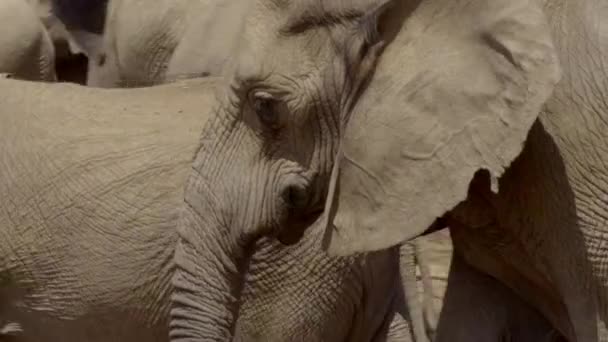 Afrikai Elefántok Addo Elefánt Nemzeti Parkban Port Elizabeth Közelében Dél — Stock videók