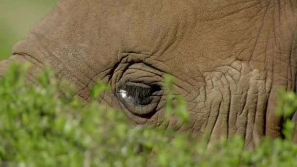 Wilde Afrikaanse Olifanten Eten Bladeren Van Een Boom Het Addo — Stockvideo