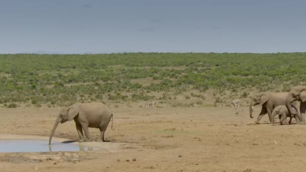 Afrika Filleri Loxodonta Africana Içme Suyu Addo Fil Ulusal Parkı — Stok video