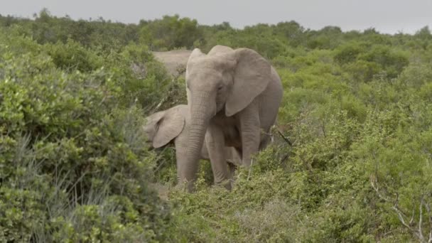 Wilde Afrikaanse Olifanten Eten Bladeren Van Een Boom Het Addo — Stockvideo