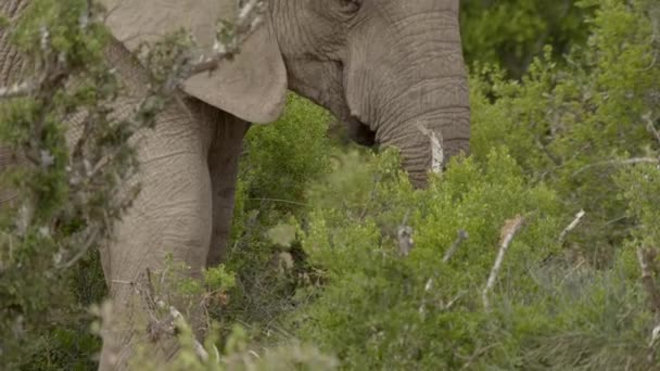 Volně Žijící Afričtí Sloni Jedí Listí Stromu Národním Parku Addo — Stock video