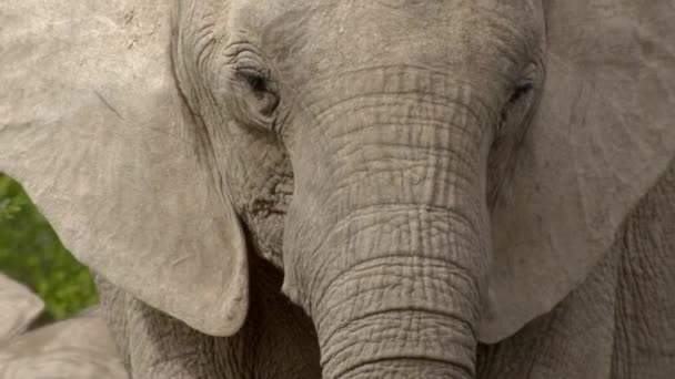 Volně Žijící Afričtí Sloni Jedí Listí Stromu Národním Parku Addo — Stock video