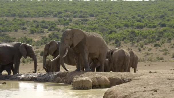 Elefantes Africanos Parque Nacional Del Elefante Addo Cerca Port Elizabeth — Vídeos de Stock