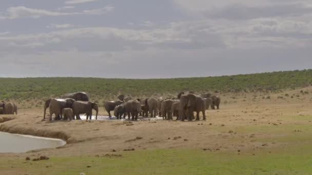 南アフリカのポートエリザベス近くにあるAddo Elephant National Parkのアフリカゾウ — ストック動画