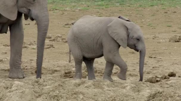 Африканские Слоны Национальном Парке Слонов Аддо Недалеко Порт Элизабет Южная — стоковое видео