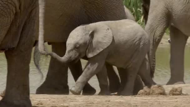 Elefantes Africanos Parque Nacional Addo Elefante Perto Port Elizabeth África — Vídeo de Stock