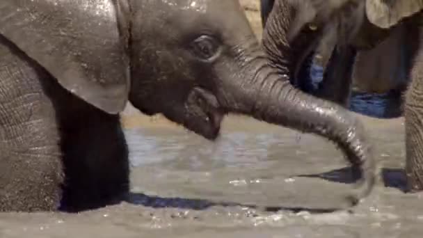 Jeune Éléphant Afrique Jouant Avec Eau Aide Son Tronc Addo — Video