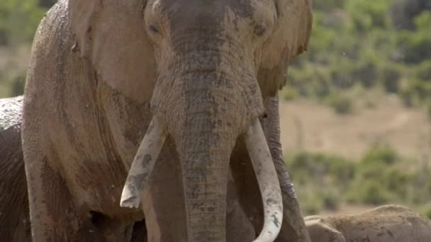 Африканские Слоны Национальном Парке Слонов Аддо Недалеко Порт Элизабет Южная — стоковое видео