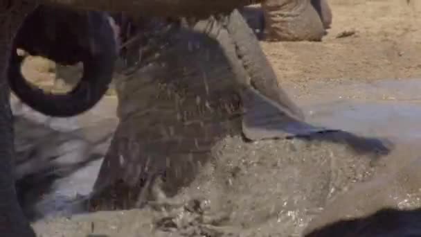 Ung Afrikansk Elefant Leker Med Vatten Med Hjälp Sin Stam — Stockvideo