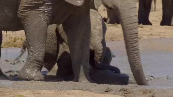 Молодой Африканский Слон Играет Водой Используя Свой Багажник Национальный Парк — стоковое видео