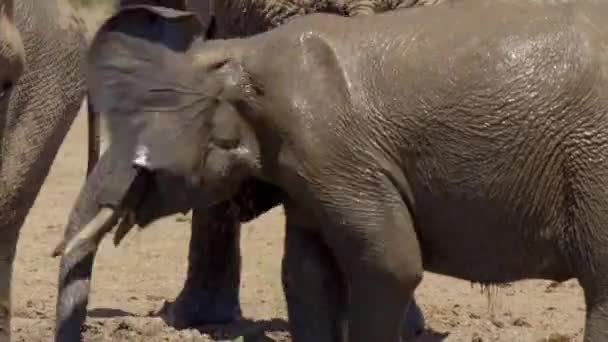 Elefantes Africanos Loxodonta Africana Agua Potable Parque Nacional Del Elefante — Vídeo de stock