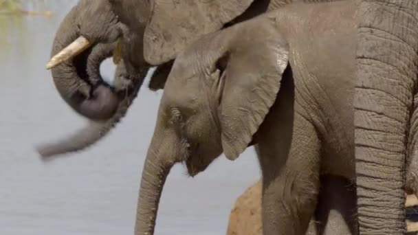 Африканские Слоны Loxodonta Africana Питьевая Вода Национальный Парк Слонов Аддо — стоковое видео