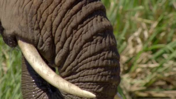 Elefantes Africanos Loxodonta Africana Agua Potable Parque Nacional Del Elefante — Vídeos de Stock