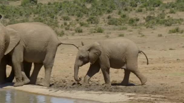 Afrykańskie Słonie Loxodonta Africana Woda Pitna Park Narodowy Addo Elephant — Wideo stockowe