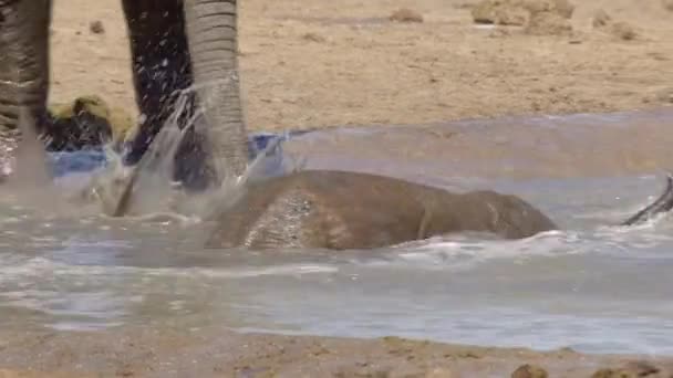 Молодой Африканский Слон Играет Водой Используя Свой Багажник Национальный Парк — стоковое видео