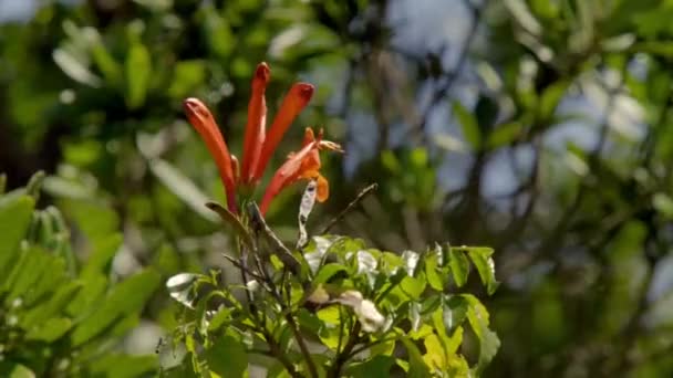 Растения Цветы Addo Elephant National Park Юар — стоковое видео