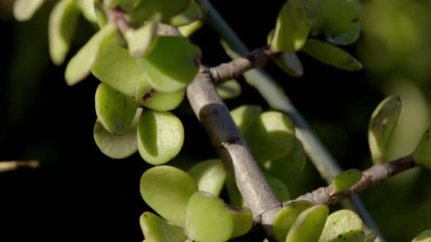 Portulacaria Afra Arbusto Elefante Planta Jade Enano Arbusto Cerdo Spekboom — Vídeos de Stock