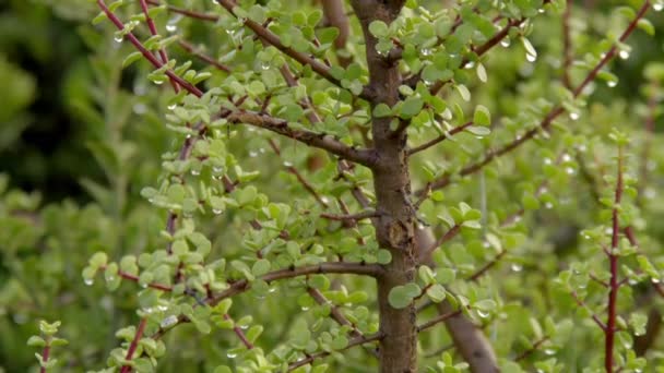 Portulacaria Afra Arbusto Elefante Planta Jade Enano Arbusto Cerdo Spekboom — Vídeos de Stock