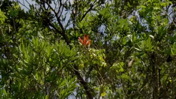 Planten Bloemen Addo Elephant National Park Zuid Afrika — Stockvideo