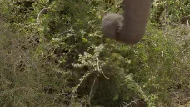 Elefantes Salvajes Africanos Comiendo Hojas Árbol Parque Nacional Del Elefante — Vídeos de Stock