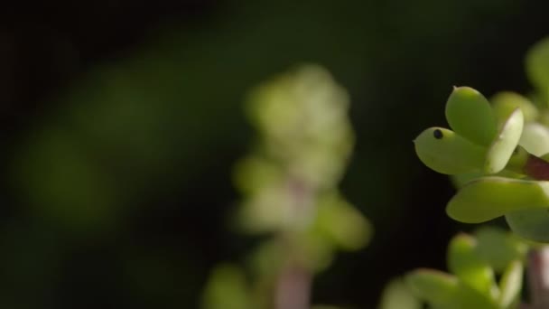 Portulacaria Afra Arbusto Elefante Planta Jade Enano Arbusto Cerdo Spekboom — Vídeo de stock