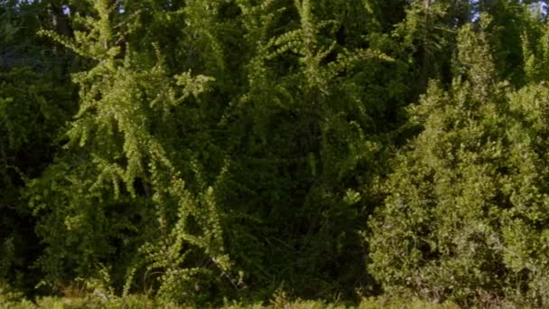 Portulacaria Afra Куст Слона Нефритовое Растение Карликов Свиной Куст Спекбум — стоковое видео