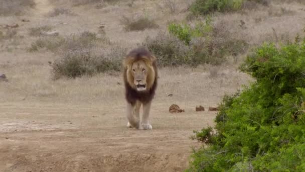 南アフリカのAddo Elephel国立公園のウォータープールの近くを歩く男性ライオン — ストック動画