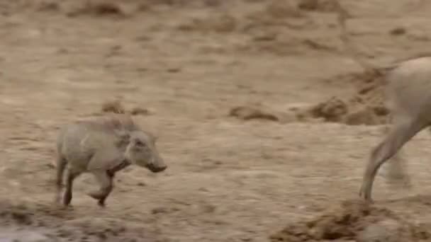 Warthogs Phacochoerus Africanus Bebendo Buraco Água Parque Nacional Addo Elephant — Vídeo de Stock