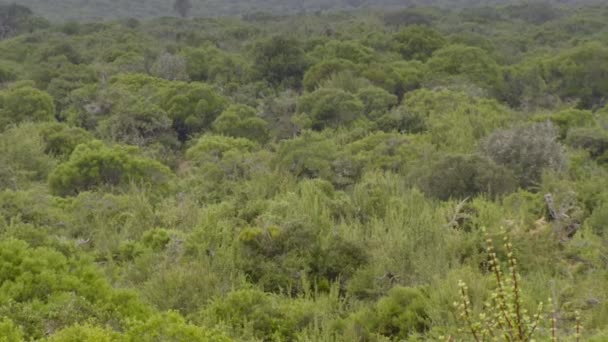 Portulacaria Afra Buisson Éléphant Plante Naine Jade Porc Spekboom Afrikaans — Video