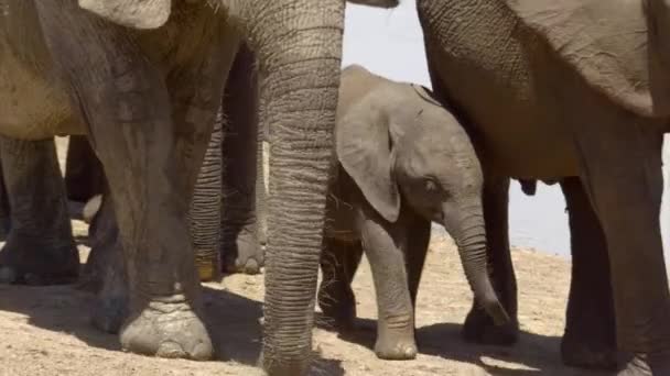 南非Addo Elephant国家公园 一只非洲小象在用他的树干玩水 — 图库视频影像