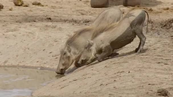 Warthogs Phacochoerus Africanus Dricker Vid Ett Vattenhål Addo Elephant National — Stockvideo