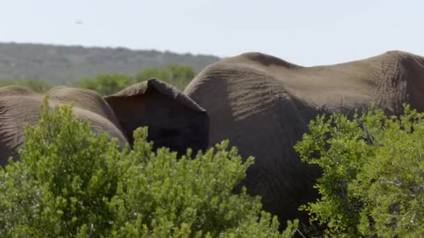 Elefantes Africanos Selvagens Comendo Folhas Uma Árvore Parque Nacional Addo — Vídeo de Stock