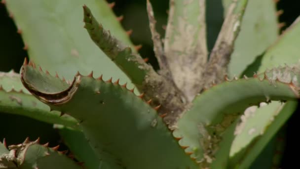 Addo Fil Ulusal Parkı Güney Afrika Bitkiler Çiçekler — Stok video