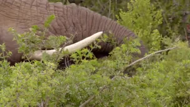 Vilda Afrikanska Elefanter Äter Blad Från Ett Träd Addo Elephant — Stockvideo