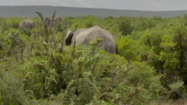 Vilda Afrikanska Elefanter Äter Blad Från Ett Träd Addo Elephant — Stockvideo