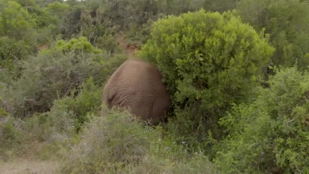 Des Éléphants Afrique Sauvages Mangeant Des Feuilles Arbre Dans Parc — Video