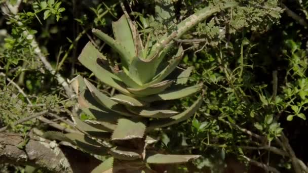 Addo Fil Ulusal Parkı Güney Afrika Bitkiler Çiçekler — Stok video