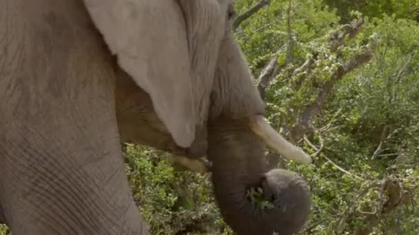 野生のアフリカゾウは 南アフリカのポートエリザベス近くのAddo Elephel国立公園の木から葉を食べる — ストック動画