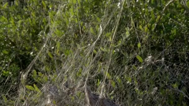 집단을 이루는 거미들 속에서 거미줄을 남아프리카 공화국 코끼리 — 비디오