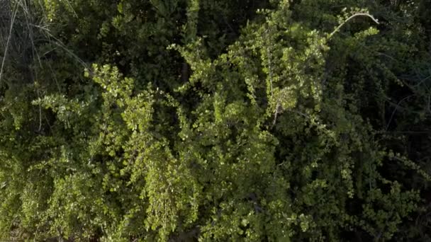 Portulacaria Afra Arbusto Elefante Planta Jade Enano Arbusto Cerdo Spekboom — Vídeo de stock